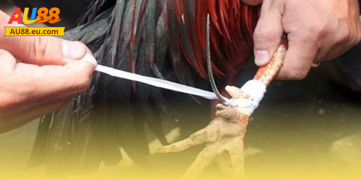 Tổng quan về đá gà cựa sắt