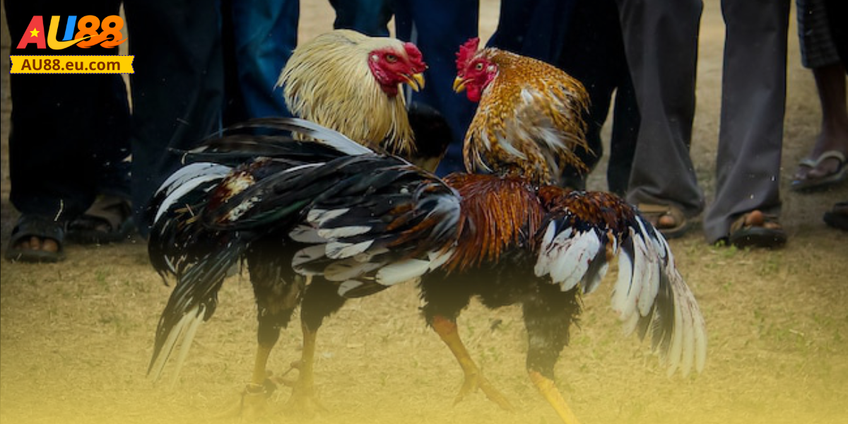 Đá Gà Trực Tiếp Au88: Kịch Tính Sân Đấu, Thắng Lớn Mỗi Ngày