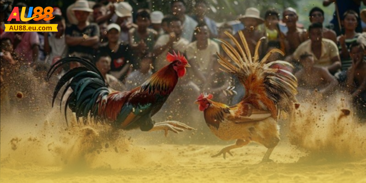 Điểm danh các loại hình đá gà trực tiếp Au88 hot nhất